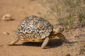 Leopard tortoise - Stigmochelys pardalis