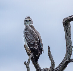 Martial eagle - Polemaetus bellicosus