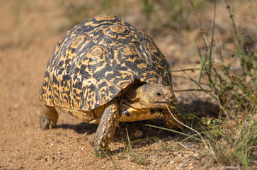 Leopard tortoise - Stigmochelys pardalis