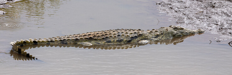 Nile crocodile - Crocodylus niloticus