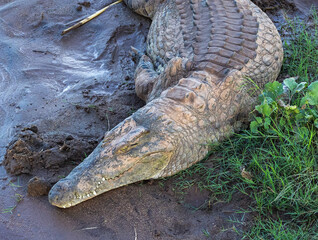 Nile crocodile - Crocodylus niloticus