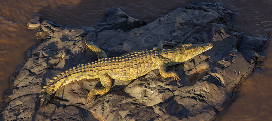 Nile crocodile - Crocodylus niloticus