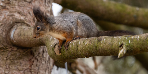 Red Squirrel - Sciurus vulgaris