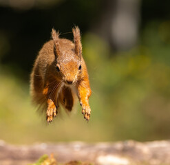 Red squirrel - Sciurus vulgaris