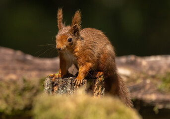 Red squirrel - Sciurus vulgaris