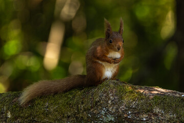 Red squirrel - Sciurus vulgaris