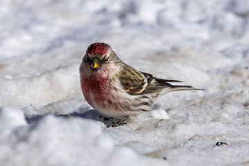 Redpoll - Acanthis flammea