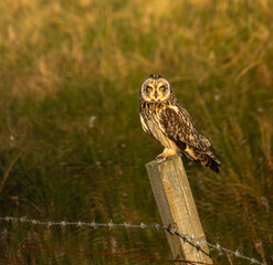 Short-eared owl - Asio flammeus