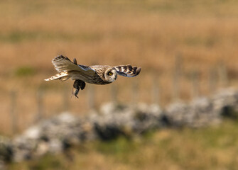 Short-eared owl - Asio flammeus