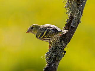 Siskin - Spinus spinus
