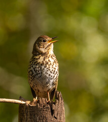 Song thrush - Turdus philomelos