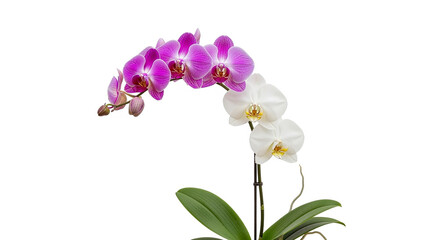 Fresh Orchid Plant with Pink and White Blooms in Pot Isolated Neatly on Clean White Background
