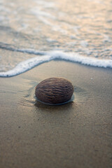 fruit peel on the beach