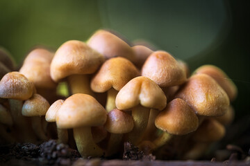 Close-up of forest mushrooms in autumn in the Taunus