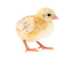 Fototapeta premium Yellow chick, fluffy, small, isolated on white