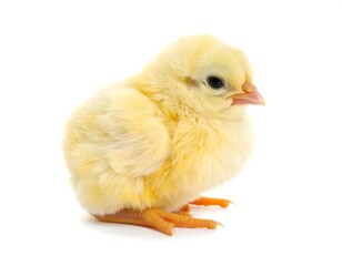 Obraz premium Yellow chick profile against white