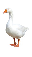 Fototapeta premium White goose profile