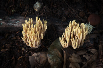 Close-up of forest mushrooms in autumn in the Taunus