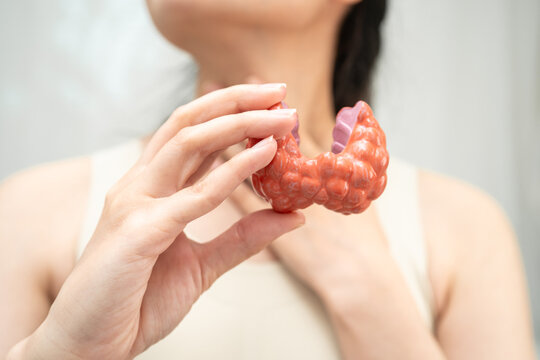 Hyperthyroidism, Overactive Thyroid, Thyroid Lymphoma, Asian woman with thyroid gland human anatomy model.