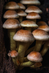 Close-up of forest mushrooms in autumn in the Taunus