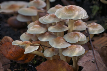 Close-up of forest mushrooms in autumn in the Taunus