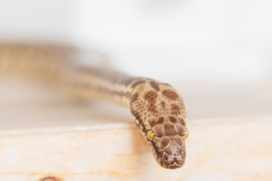 Stimson Python face close up with white background