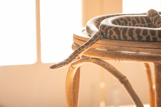 A pet Stimson Python on a stool in filtered sunlight inside a home