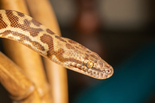 Close up of Stimson Python's face, snake eye