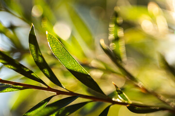 backlit macro details of green bottlebrush plant leaf close up showing veins