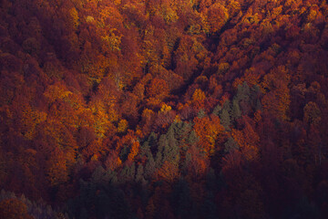 Beautiful rural landscape with colorful autumn trees. Holbav, Romania. 