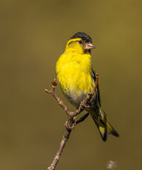 Siskin - Spinus spinus
