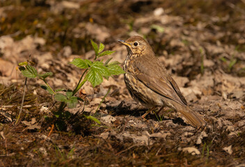 Song thrush - Turdus philomelos