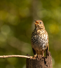 Song thrush - Turdus philomelos