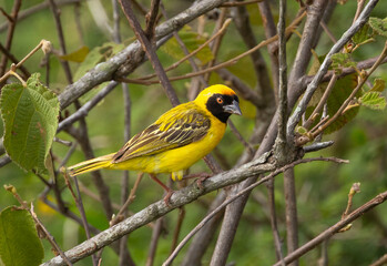 Fototapeta premium Southern masked weaver - Ploceus velatus