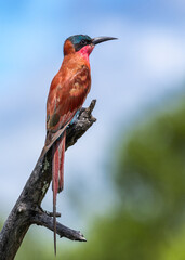 Southern carmine bee-eater- Merops nubicoides