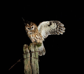 Tawny owl - Strix aluco