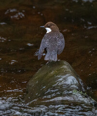 White-throated dipper - Cinclus cinclus hibernicus