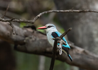 Woodland kingfisher - Halcyon senegalensis