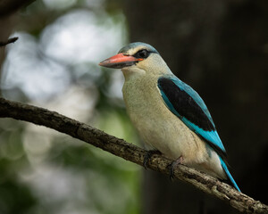 Woodland kingfisher - Halcyon senegalensis