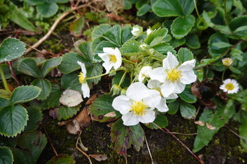 Wild strawberry plant blooming with delicate white flowers