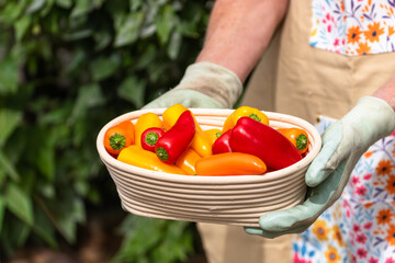 Home gardener's hands holding basket with red, orange, yellow peppers.