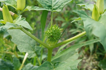 Jimsonweed plant showing thorny seed capsule