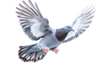 Obraz premium A gray pigeon soaring through the air, its wings spread wide, showcasing the intricate details of its feathers isolated on transparent background