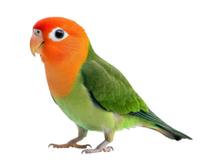 A vibrant peachfaced lovebird, isolated on transparent background, showcases its stunning orange head and green body, creating a captivating avian portrait