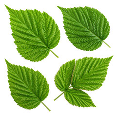 Raspberry leaves isolated on a white background, captured with a full depth of field.