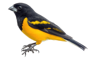 Naklejka premium A vibrant baltimore oriole isolated on transparent background, displaying its striking black and yellow plumage, perched elegantly with sharp claws and a focused gaze