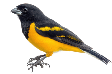 A vibrant baltimore oriole isolated on transparent background, displaying its striking black and yellow plumage, perched elegantly with sharp claws and a focused gaze