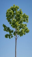 Fototapeta premium Tall tree with vibrant green leaves stands against clear blue sky