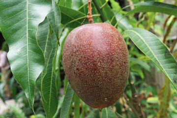 赤くなった大きなマンゴーの実