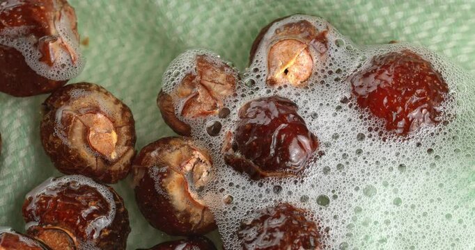 Soap nuts floating in water with bubbles. Close-up footage of the rotating table.